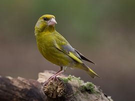 Groenling op een tak by Jan Jongejan
