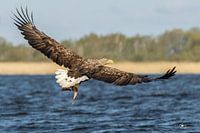 Weißkopfseeadler mit gefangenem Fisch