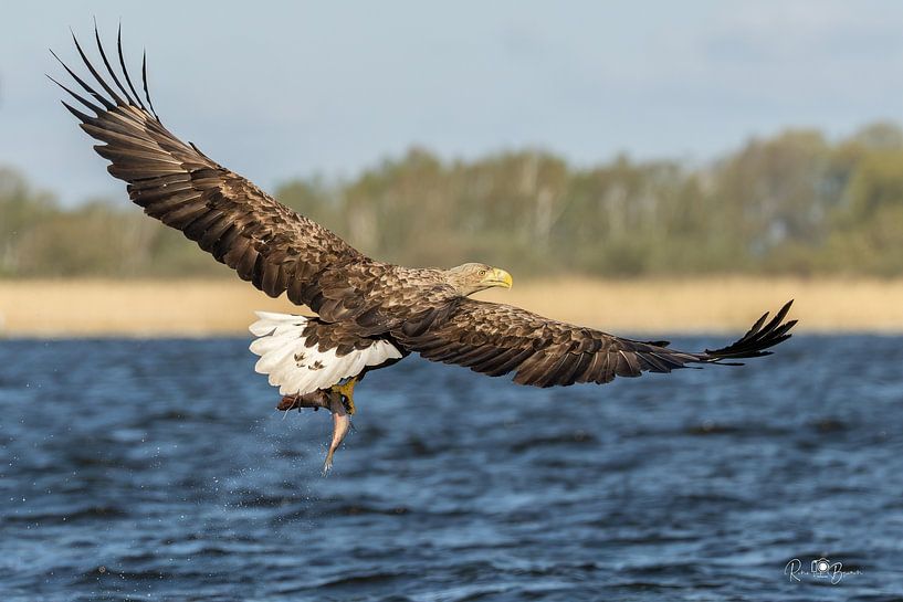 Bald eagle with caught fish by René van Briemen