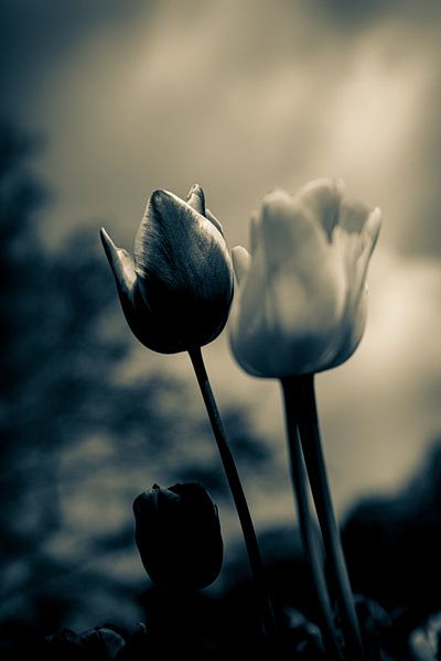 A touch of emotion - atmospheric sea of flowers from tulips in silent mourning by Jakob Baranowski - Photography - Video - Photoshop