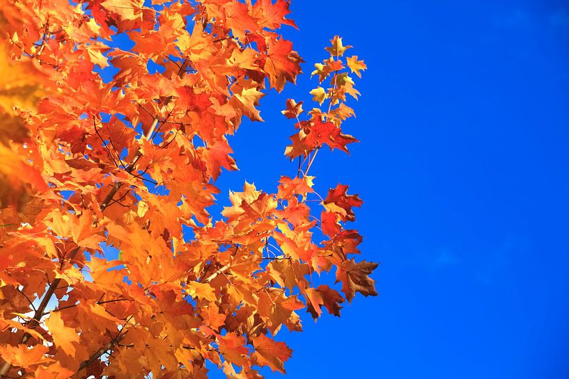 Goldener Oktober von Thomas Jäger