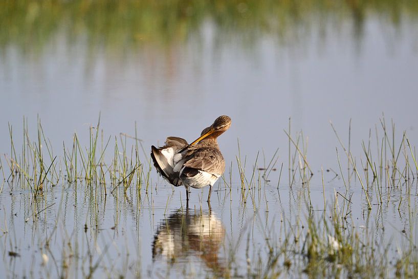 Grutto even de veertjes wassen by Hans Oudshoorn