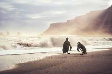 Plage des pingouins sur Arjen Roos