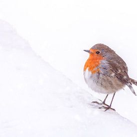 Robin dans la neige sur Samantha Levolger
