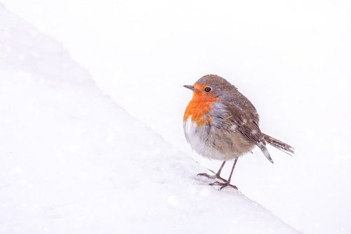 Robin in the snow