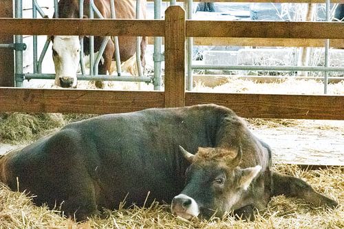 Vaches dans une ancienne étable