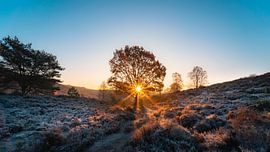Winter sun on the Posbank by mirrorlessphotographer