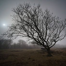Boom en paard van Theo Felten