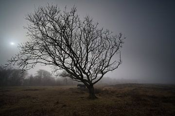 Arbre et cheval sur Theo Felten