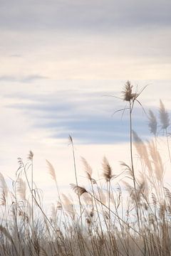 Waving reeds in the Ebro Delta by Truus Nijland