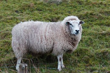 Sheep at the bottom of the dike by VenPhoto