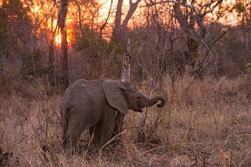 Elephant calf at sunset von Lotje Hondius