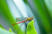 Libelle