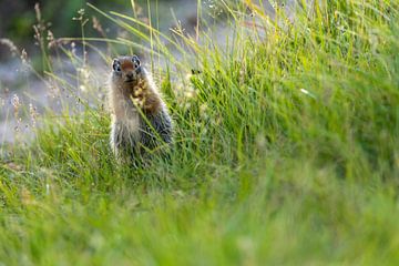 Arctic ground squirrel in Canada by Roland Brack