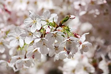 springtime! ... Under The Cherry Tree 01 van Meleah Fotografie