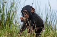portret van een baby chimpansee van gea strucks thumbnail