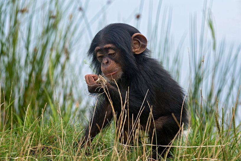 portret van een baby chimpansee van gea strucks