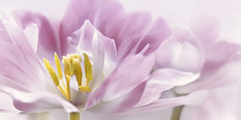 Tulipes délicates sur Violetta Honkisz