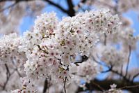 Spring 2