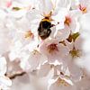 Bee in the cherry blossom by Saranda Hofstra
