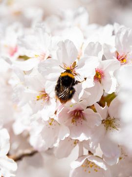 Biene in der Kirschblüte von Saranda Hofstra