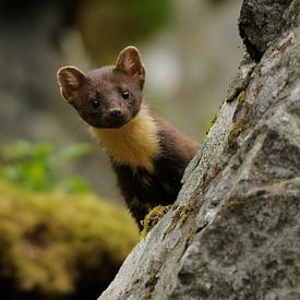 Pine marten by Tariq La Brijn