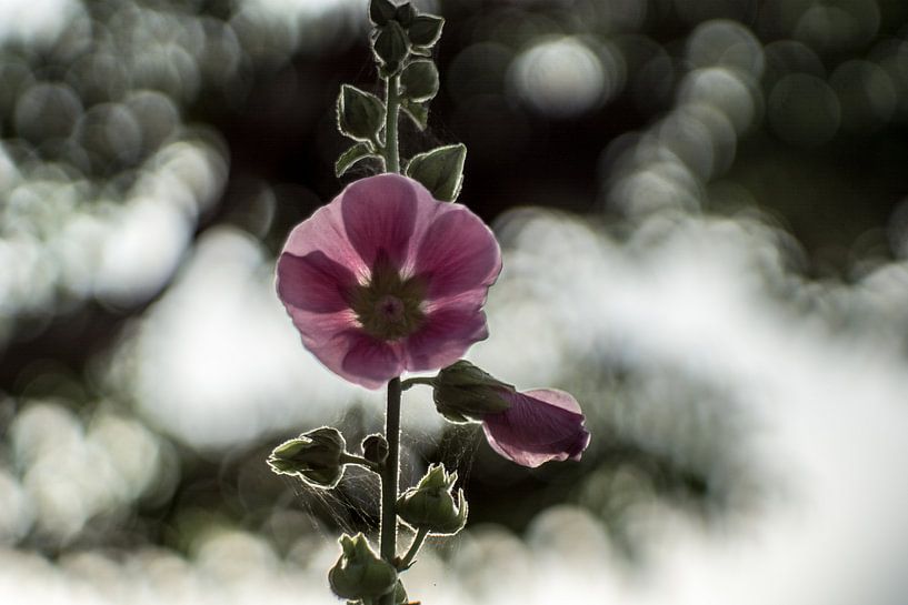 Althaea rosea bokeh by Johan Dingemanse