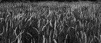Gras halmen