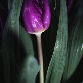 La tulipe dans le noir sur Marjon Boerman