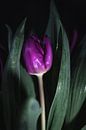 Tulp in het donker van Marjon Boerman thumbnail
