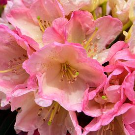 The pink flowers of a rhododendron by Gerard de Zwaan