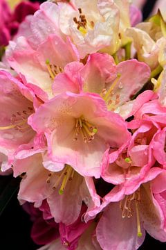 The pink flowers of a rhododendron