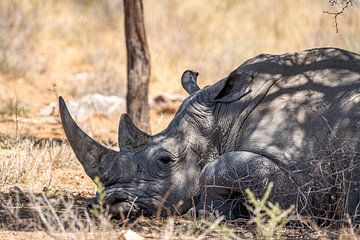 Rhino in Namibia, Africa