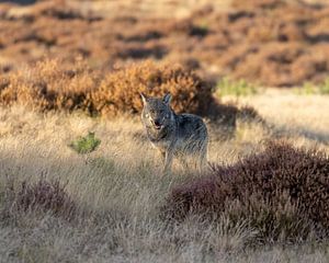 Begegnung mit einem wilden Wolf von Patrick van Bakkum