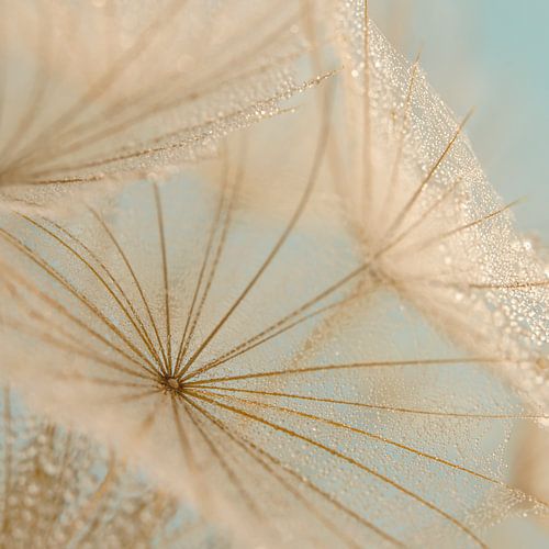 Vierkantje: De pluisjes van een morgenster met kleine waterdruppeltjes