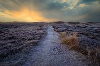 Pad tussen de heide met rijp van peterheinspictures thumbnail
