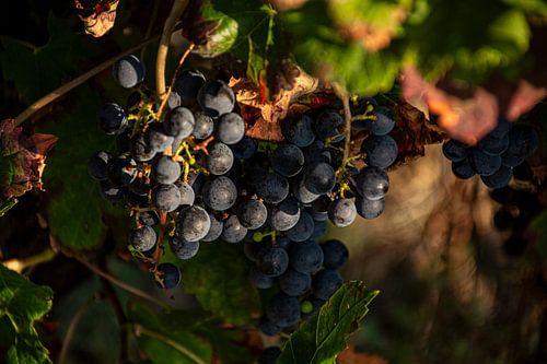 Raisins dans le vignoble