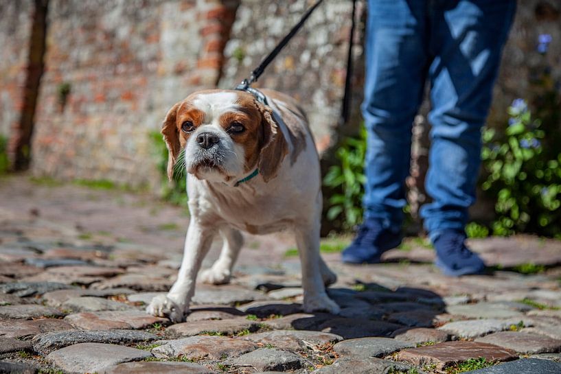 Quincy von Joy Droogsma