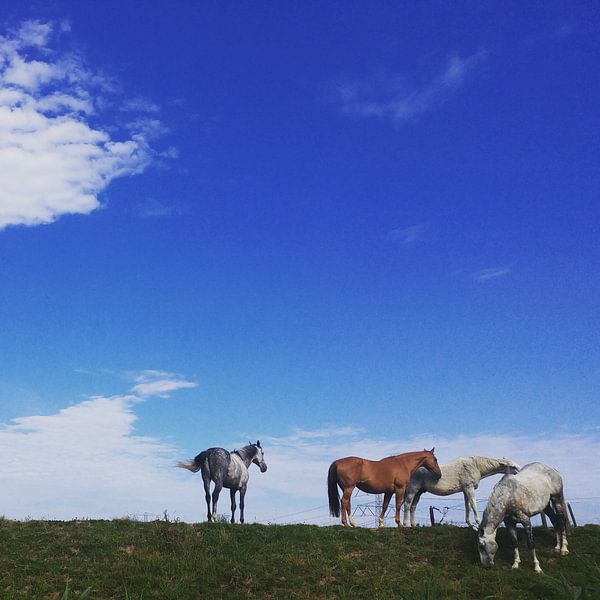 Paardjes in de wei by Michael van Eijk