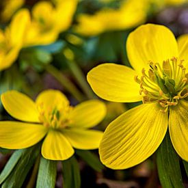 Die Winterlinge von Roland Brack