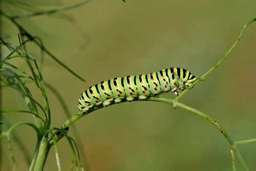 Rups koninginnenpage.