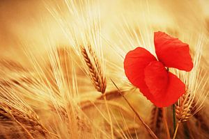 Mohnblume
