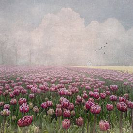 Tulip fields by Iris van Heusden