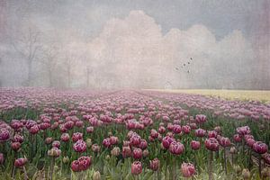 Champs de tulipes