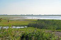 Jaap Deensgat in   Nationaal Park Lauwersmeer.