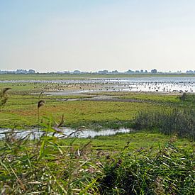Jaap Deensgat in   Nationaal Park Lauwersmeer. van Tjamme Vis