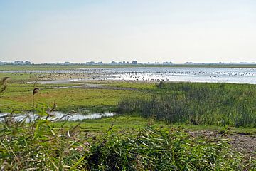 Vögel im Lauwersmeer-Nationalpark von Tjamme Vis