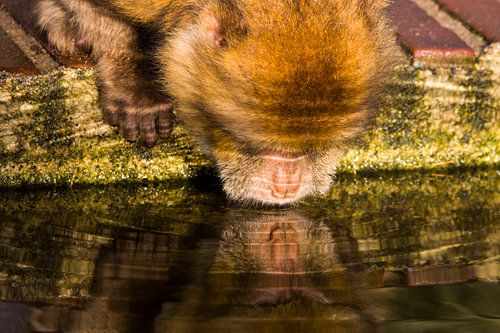 Berberaapje aan het drinken