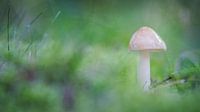 Mushroom in green par Martzen Fotografie Aperçu