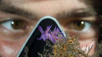 Rencontre en Méditerranée : un plongeur et une flabellina